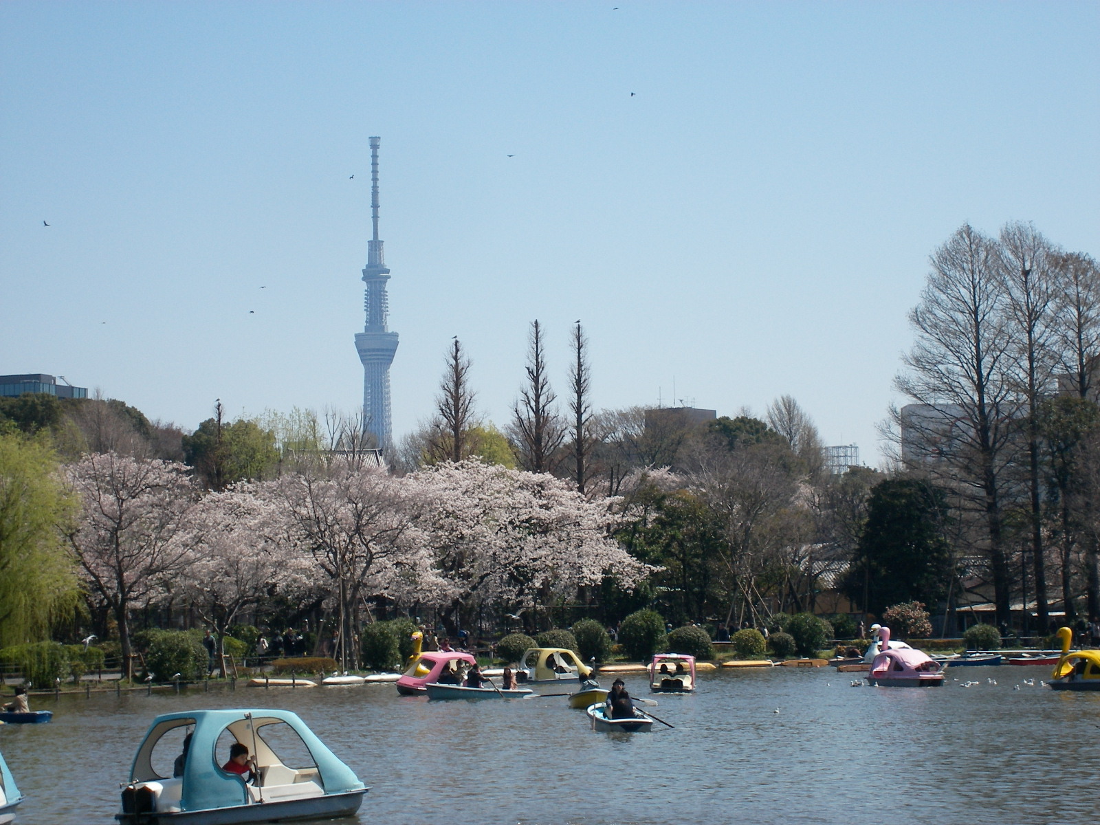 東京の1ヶ月前に 北周りスカイツリー十景 ジョグツァー 本番コースから谷中 根津 千駄木 荒川 隅田川も巡る 東京都 四ッ谷駅麹町口 スポーツ大会の検索 参加申込みなら スポーツエントリー