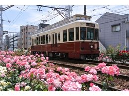 ≪平日ロング走企画≫都電荒川線沿線 下町情緒とバラを楽しむ 
