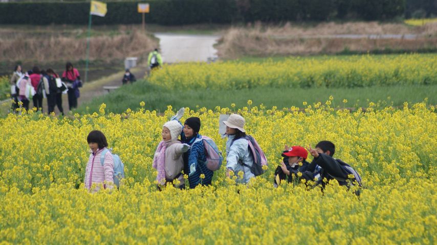 菜の花様ご確認ページ 第34回 いぶすき菜の花マーチ(鹿児島県 指宿市 ふれあいプラザなのはな