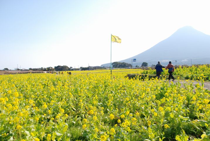 菜の花様ご確認ページ 第34回 いぶすき菜の花マーチ(鹿児島県 指宿市 ふれあいプラザなのはな