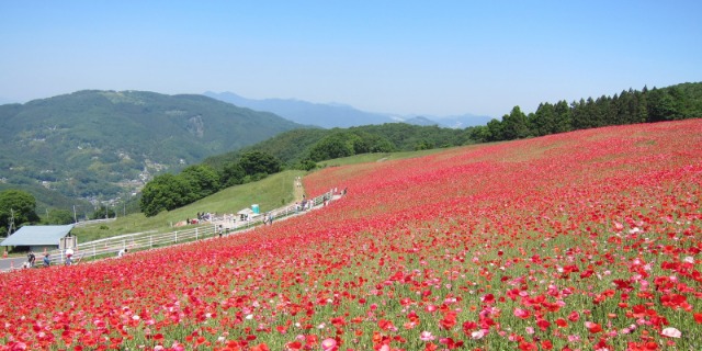 天空のポピーライド