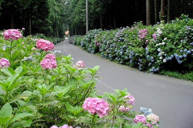 足柄のあじさい散策ライド