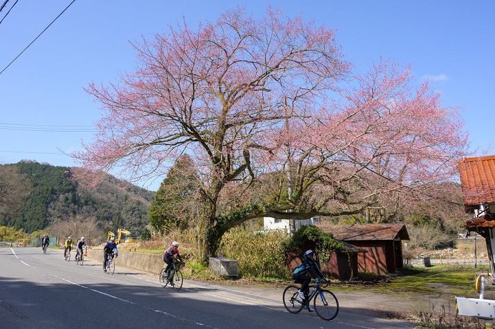 江の川桜サイクリング 2023